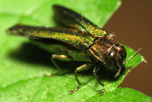 Invasive Beetles Have Killed East Texas Ash Trees For Years, But Now They’re Spreading