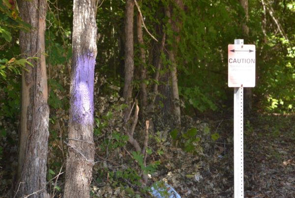 What It Means When Texas Trees And Fences Are Painted Purple