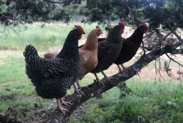 The Right To Roost In Texas: Pandemic Reveals Patchwork Of Chicken-Raising Rules.