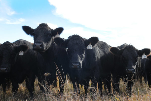 Why Harvard Is Calling Bull On Texas A&M-Linked Beef Research