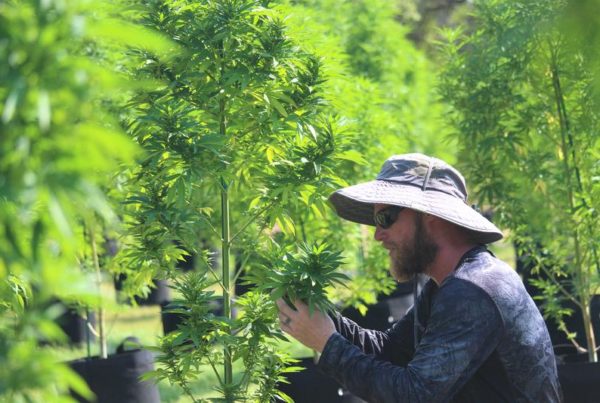 As Texas Hemp Farmers Prepare For Their First-Ever Harvest, Cannabis Regulation Remains Complicated
