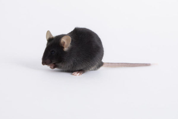 The Role Transgenic Mice Play In The Race For A Covid Vaccine