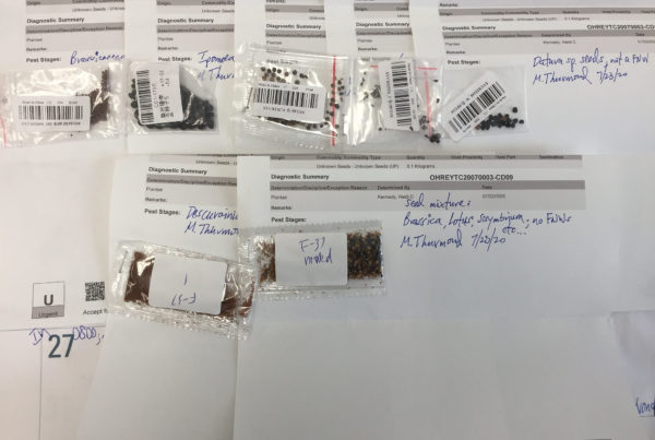 Don’t Plant Or Pitch Mailed Mystery Seeds