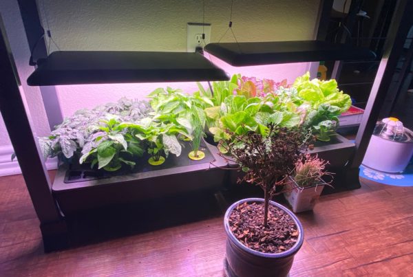 Growing Veggies On Your Countertop: Why Aerogardens Flourish During The Pandemic