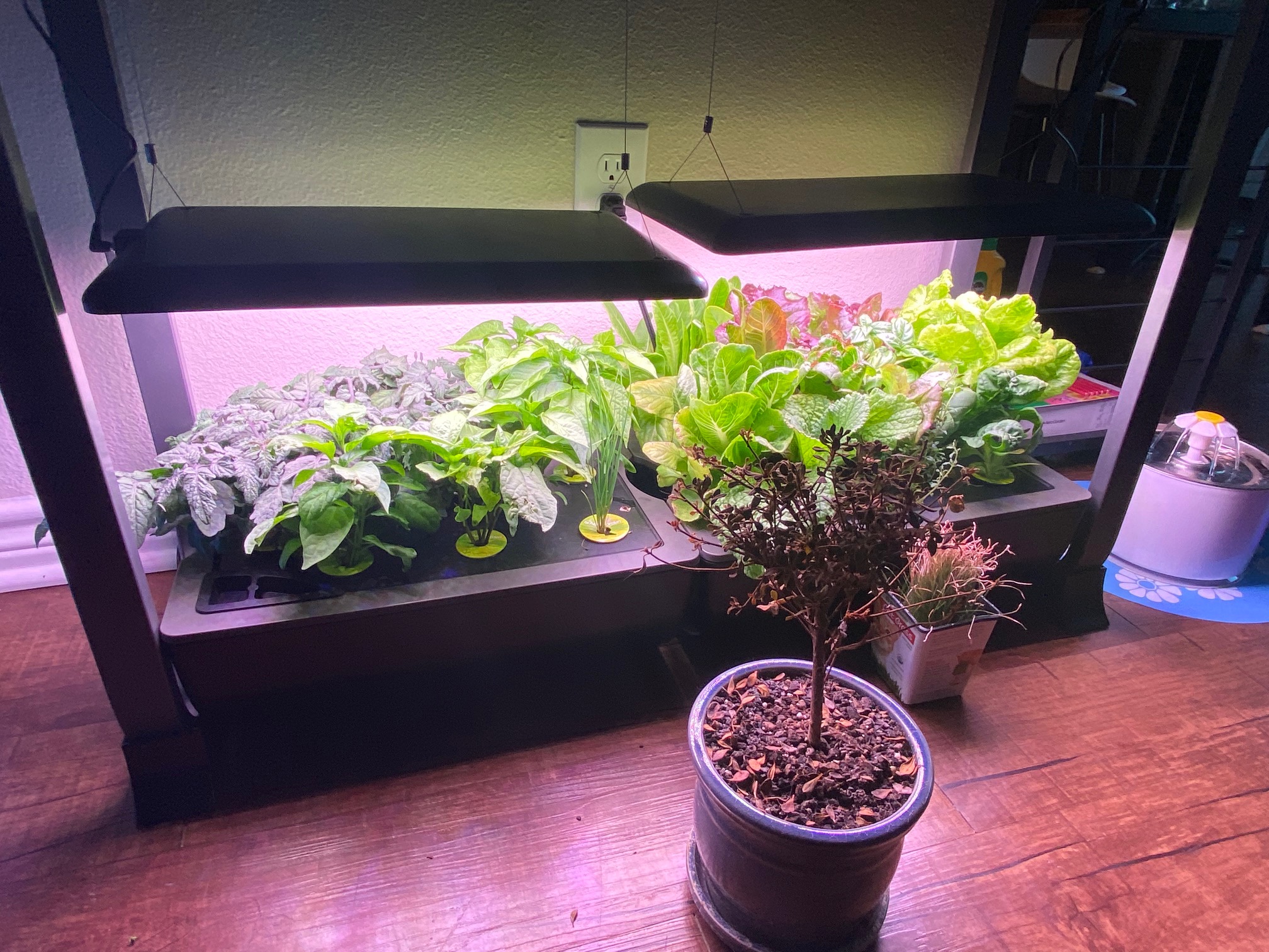 Growing Veggies On Your Countertop: Why Aerogardens Flourish During The