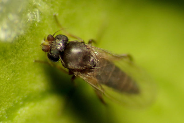 This Fly Has Many Names, But They Almost Always Indicate Something Gross