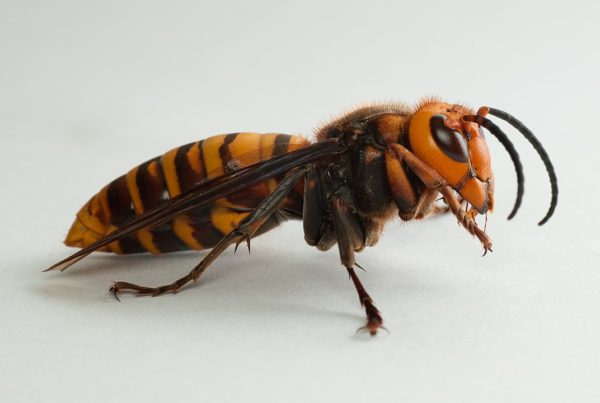 They’re ‘Asian Giant Hornets’ Not ‘Murder Hornets’ – Our Insect Expert Says That Matters