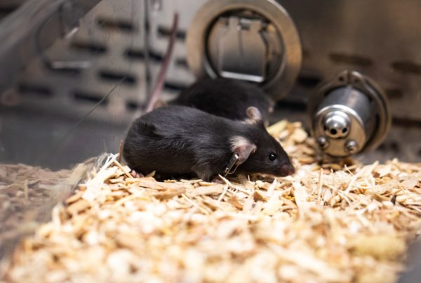 Meet The Lab Mice Helping Scientists Find A COVID-19 Vaccine