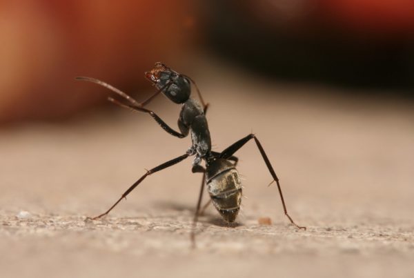 Carpenter Ants Don’t Eat Wood, But You Don’t Want Them In Your Home