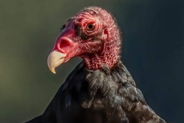 a closeup photo of a turkey vulture with a red head and sharp pointed beak