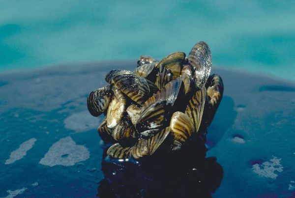 Biologists Catch Zebra Mussels Early, Eradicating Them From Lake Waco