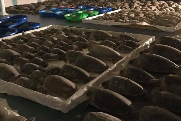 As Temps Fell, Volunteers Rescued Nearly 5,000 Stunned Sea Turtles On South Padre Island