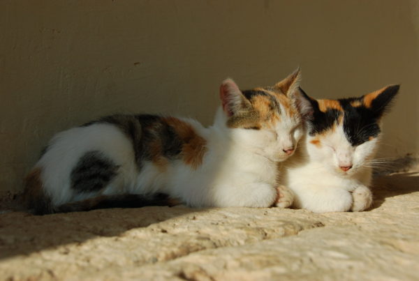 two cats on a stone street snuggling in the sunlight