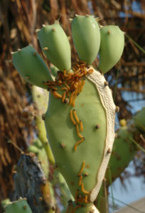 Larvae feeding on a cactus plant. By Ignacio Baez / USDA - https://www.forestryimages.org/browse/detail.cfm?imgnum=5015065, Public Domain, https://commons.wikimedia.org/w/index.php?curid=14986324