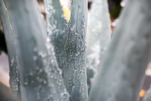 The water stored inside agave plants froze during the storm.