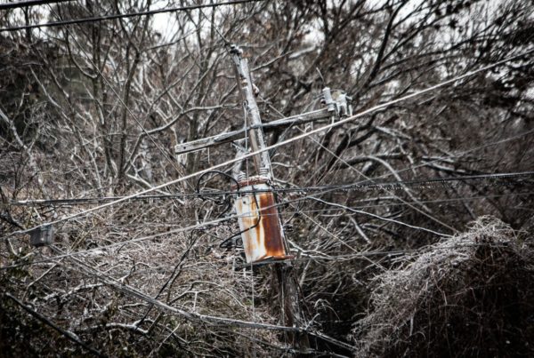 a fallen power line covered in ice leaning against tree branches