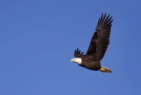 a bald eagle flying across a blue sky