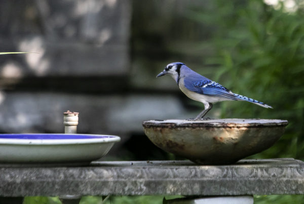 blue jay at a feeder