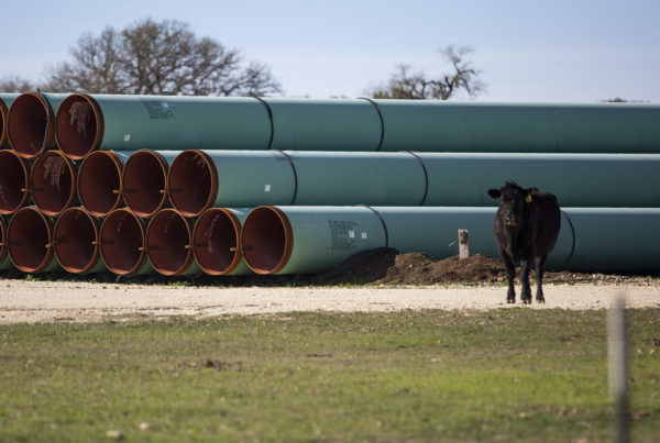 green natural gas pipelines with a cow standing in front