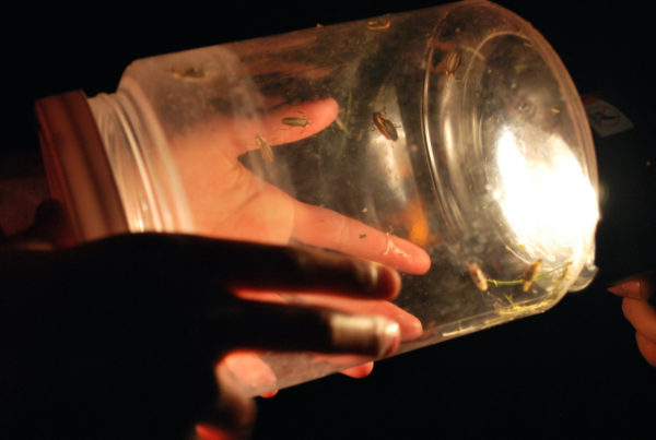 hands holding a glass jar with fireflies inside