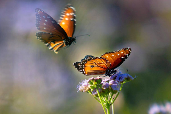 monarch butterflies near plants
