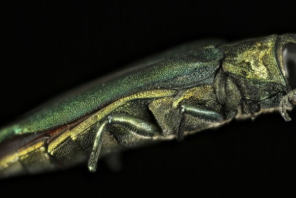 an emerald ash borer beetle
