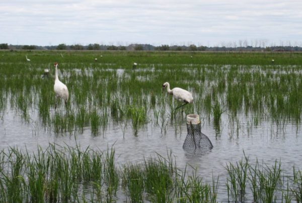 Endangered Whooping Cranes Nest In Texas For The First Time In More Than A Century