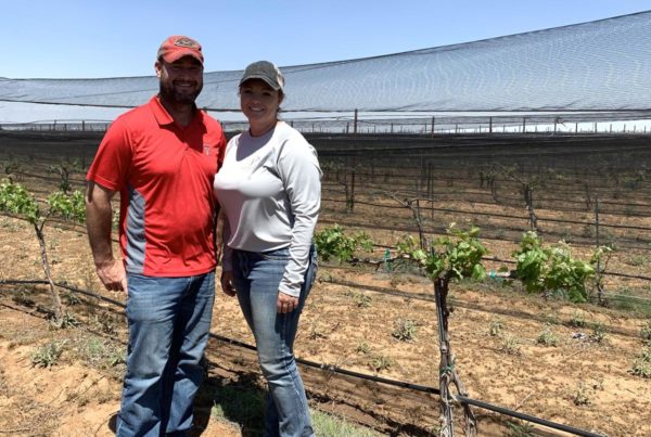Vineyards Seeing Green As Grape-Growing Season Gets Underway