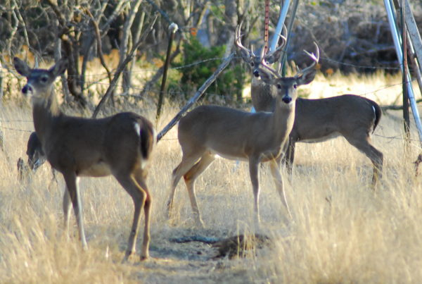 Texas Parks And Wildlife Scrambles To Contain Chronic Wasting Disease Among Captive Deer