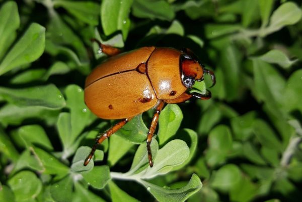 Mostly Harmless – And Kind Of Entertaining – This Is The Season For The June Bug