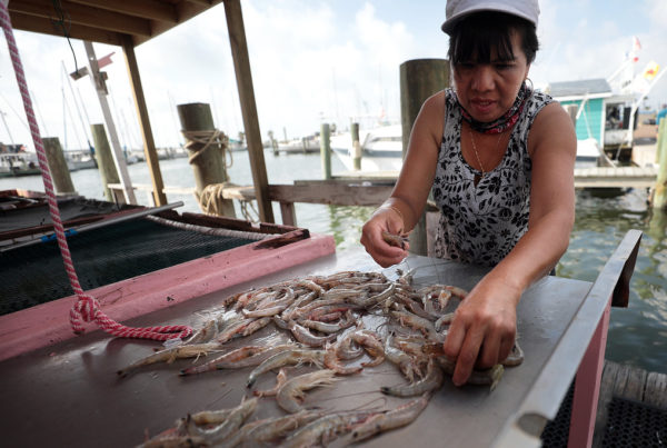 Texas Shrimpers Are Ready For The New Season, Despite Long-Term Shrinking Of The Industry