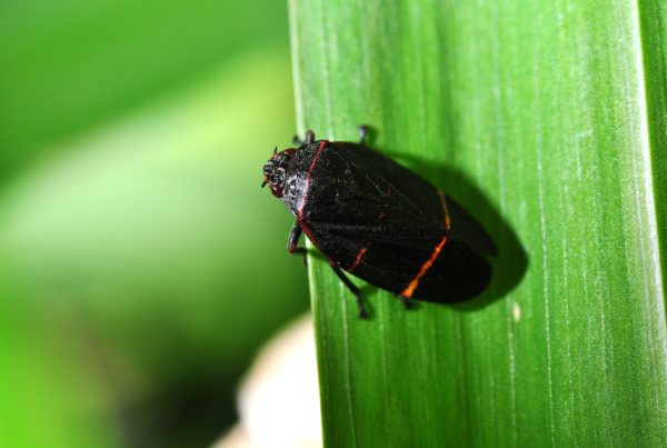 Ever Wonder About The ‘Spit’ You See On Plants? Blame The Spittlebug.