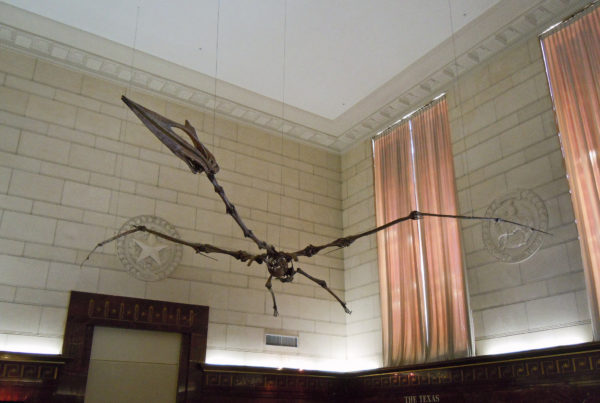 A UT Museum Housing Replica Of Massive Quetzalcoatlus Fossil At Risk From Budget Cuts