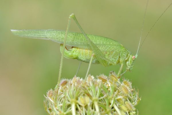 What’s That Sound? In Texas This Time Of Year, It May Be The False Katydid.