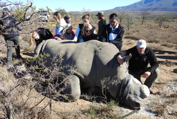 How Texas Christian University Became A Major Player in Rhino Conservation