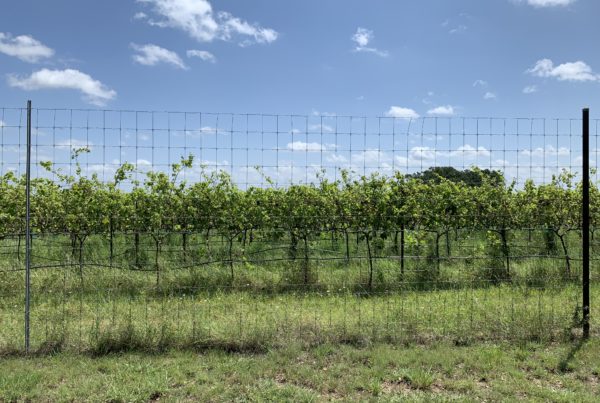 A field of grape vines