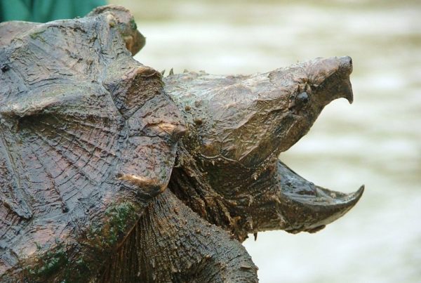 Head and shoulders view of an alligator snapping turtle with jaws open wide