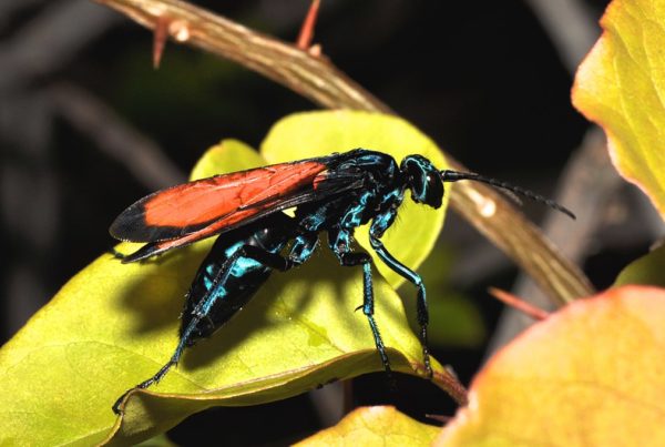 a brightly colored wasp sits on a branch
