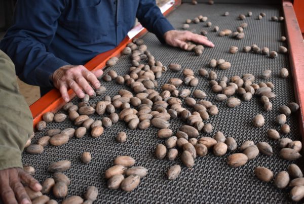 Texas Pecan Growers report good crop just in time for the holidays