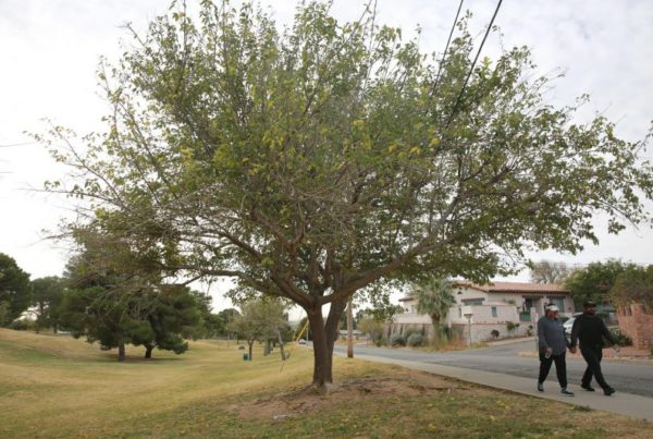 3 decades into El Paso’s ban on new mulberries, existing trees are nearing end of life