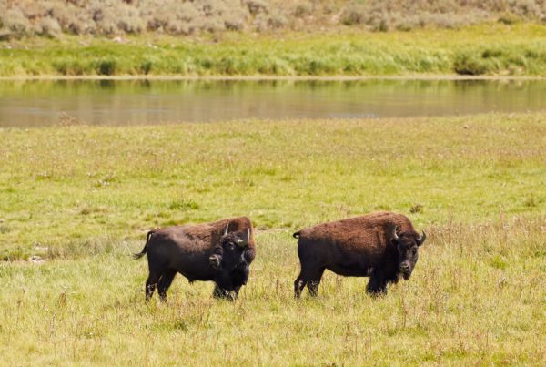 Return of buffalo to Texas’ Lipan Apache tribe symbolizes an era of healing