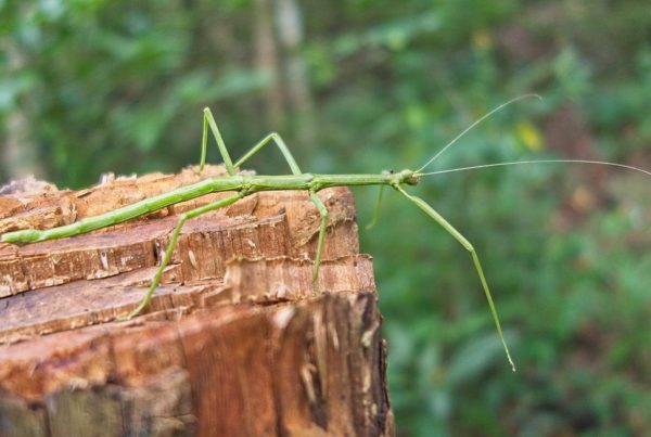 a green walkingstick insect on a tree stump