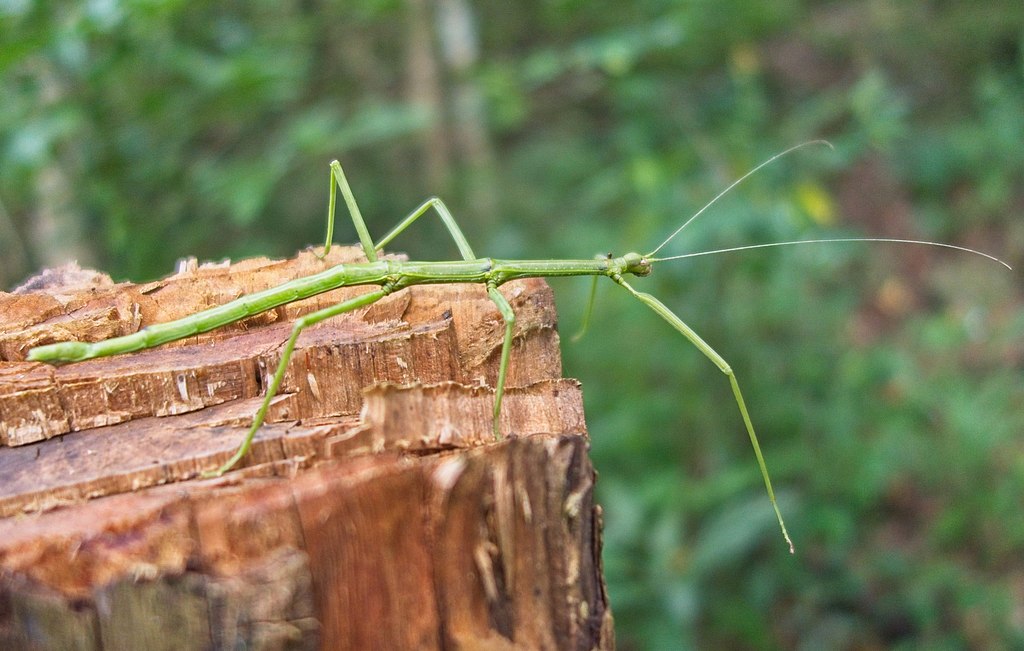 Reparation mulig røveri romanforfatter Six surprising facts about walkingstick insects | Texas Standard