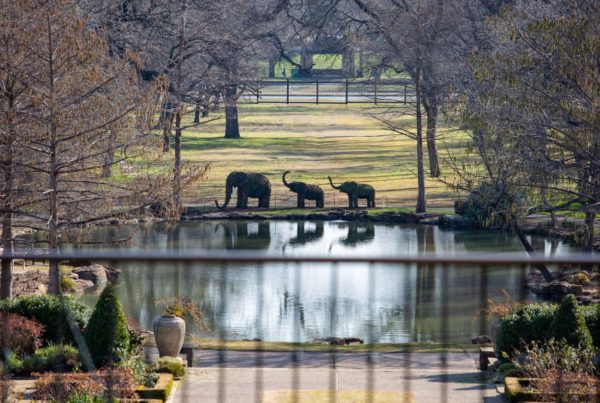 A botanic garden with three elephant statues at the edge of a lake