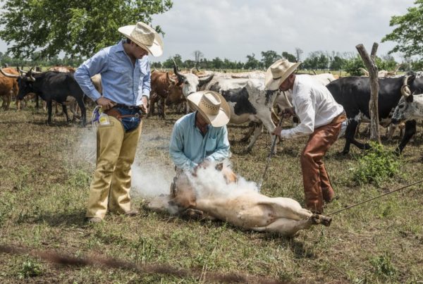 a man squats on the ground with a cow lying at his feet as he applies a brand. Two other men stand nearby.