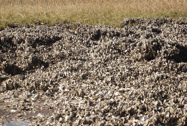 State imposes oyster harvesting restrictions meant to help reefs recover. Harvesters oppose the move.