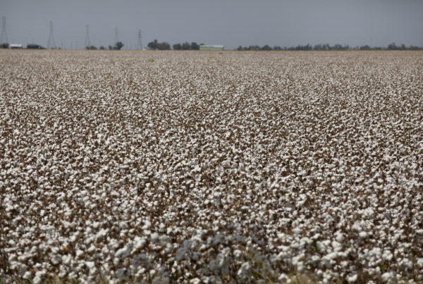 a large field of cotton as far as the eye can see with some trees far in the distance
