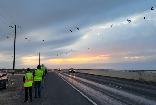 Cold fronts continue to kill pelicans on South Texas highway