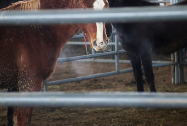 Federal horse-adoption program brings free wild horses to Texas, and sparks questions