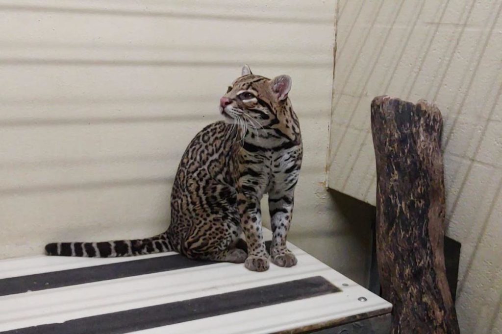 a female ocelot sits on a perch in an indoor space at the Houston Zoo